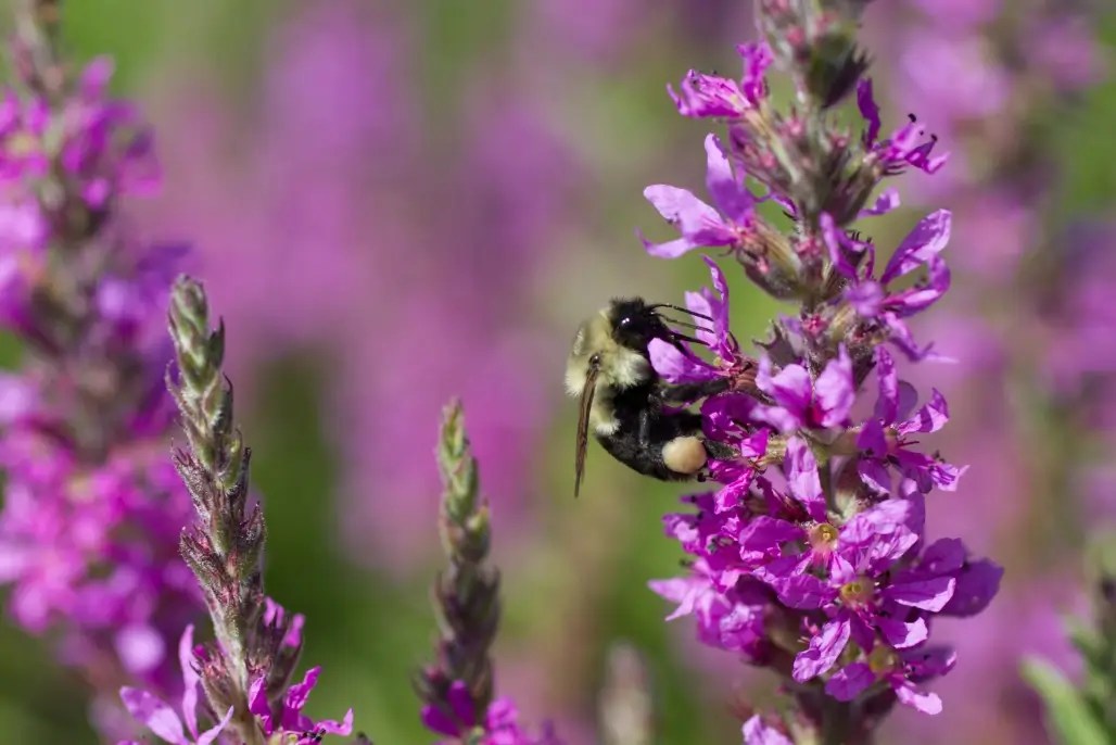 Bee on purple wildflowers