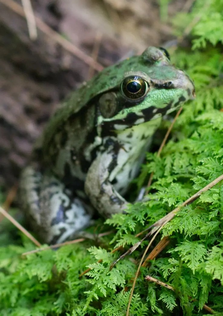 Bullfrog on a mossy log