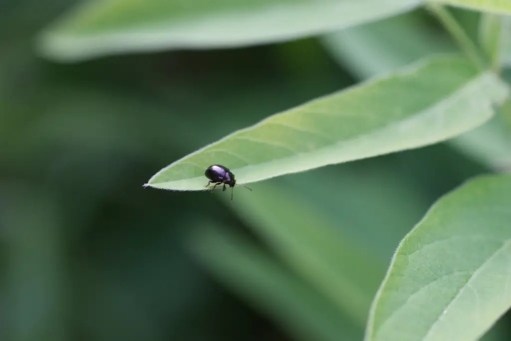 Crysolina beetle looking down from height