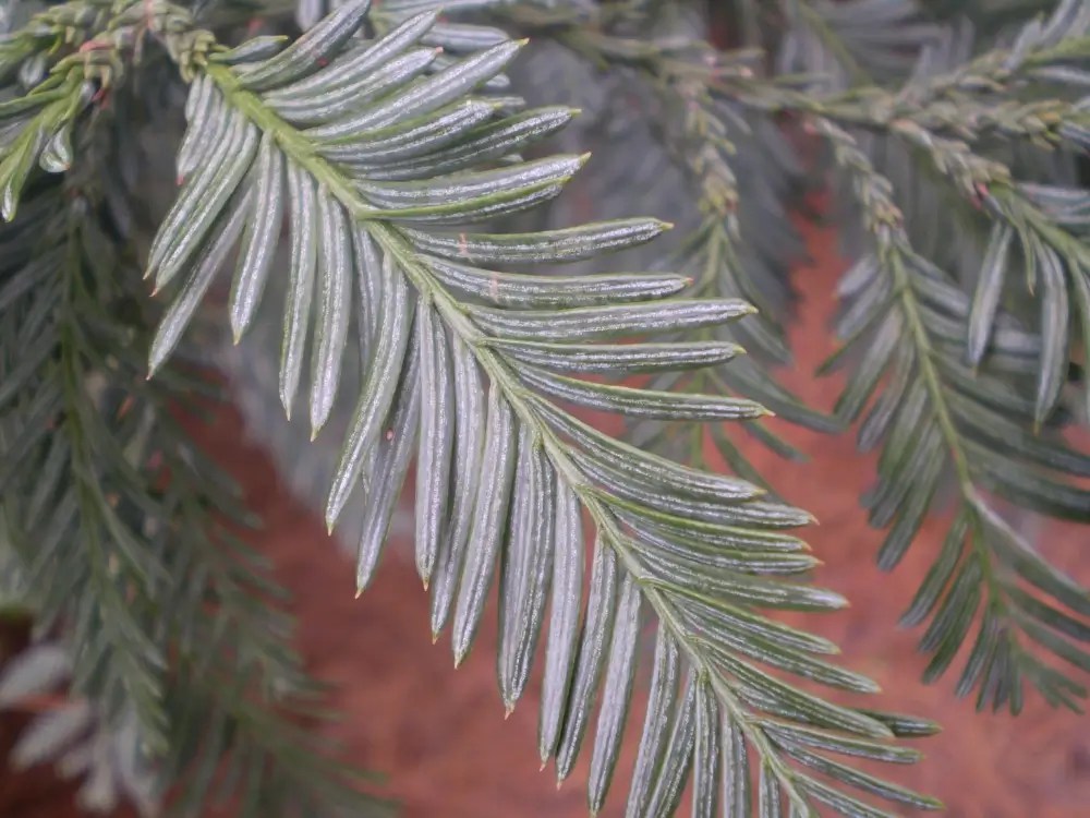Evergreen leaves over red brick