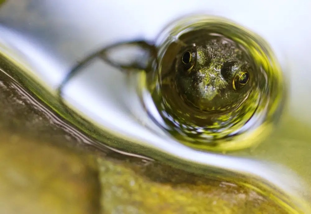 Frog looking up from reflective water surface