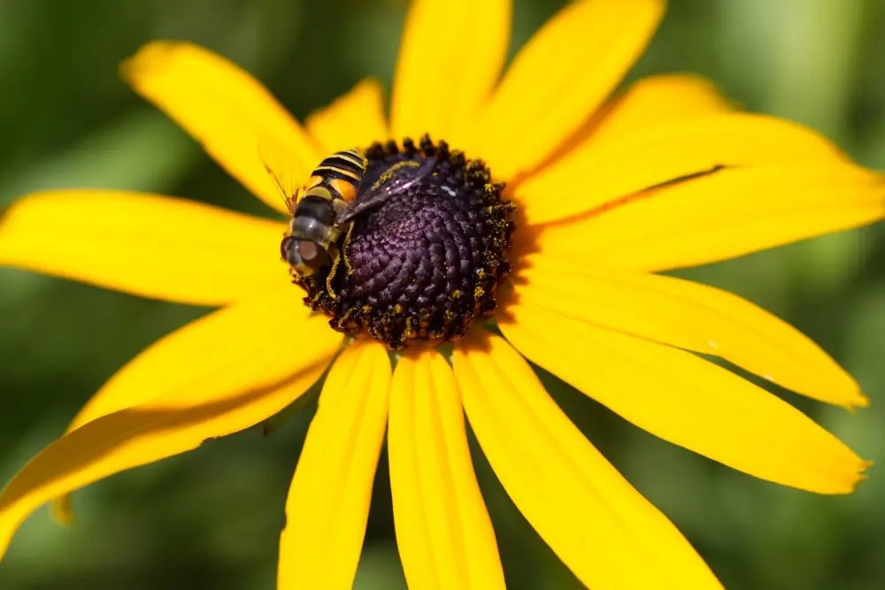 Hoverfly on a black-eyed-susan flower