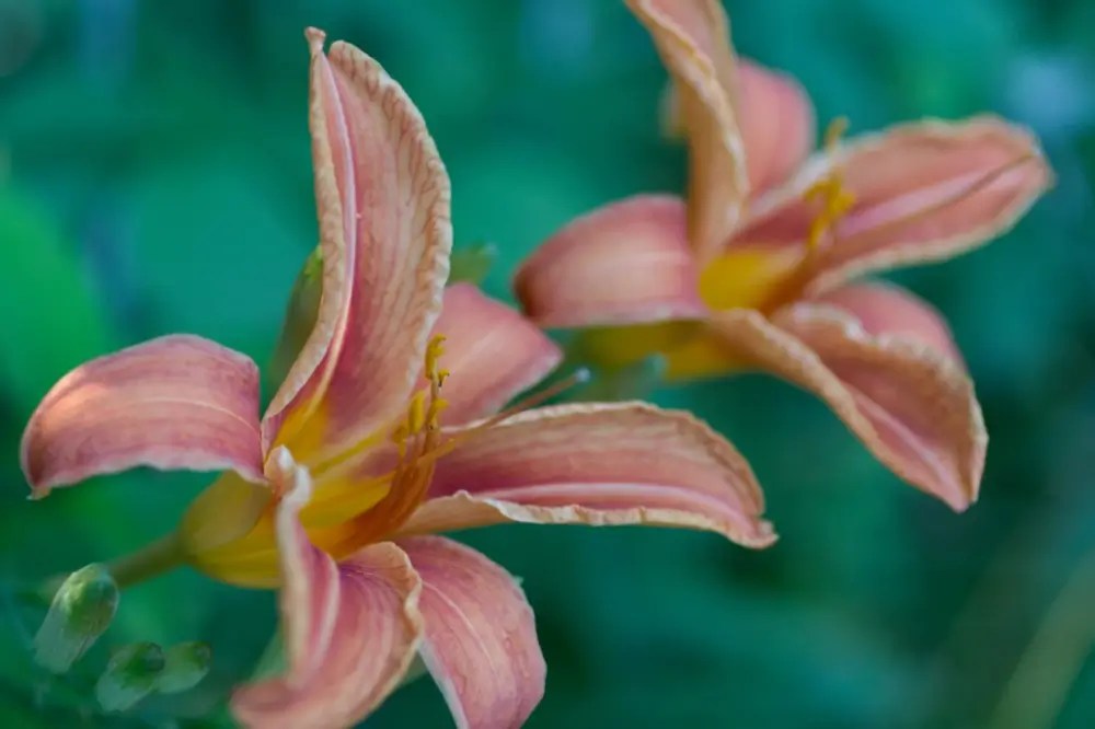 Orange lilies