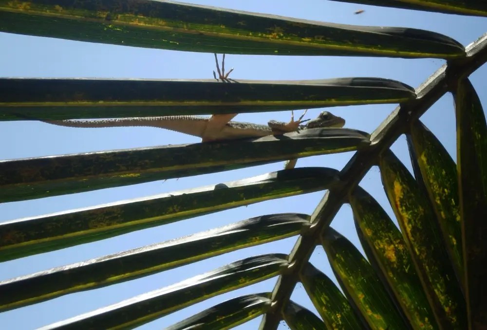 Lizard looking down from a palm frond