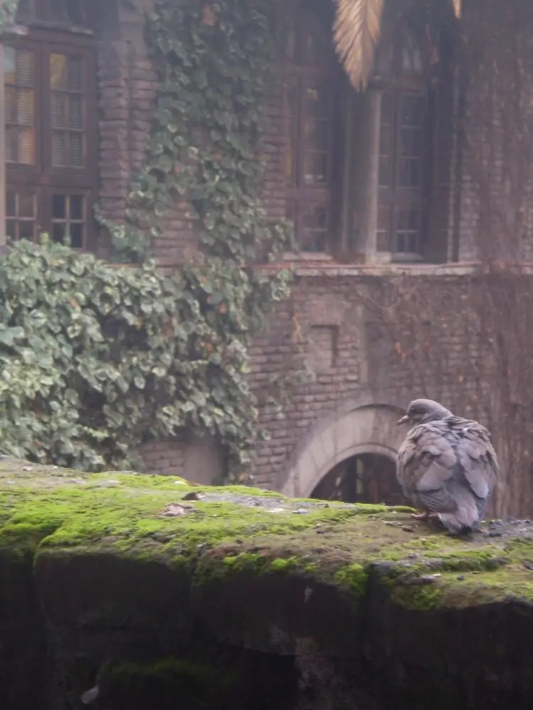 Pigeon sitting on a mossy courtyard wall