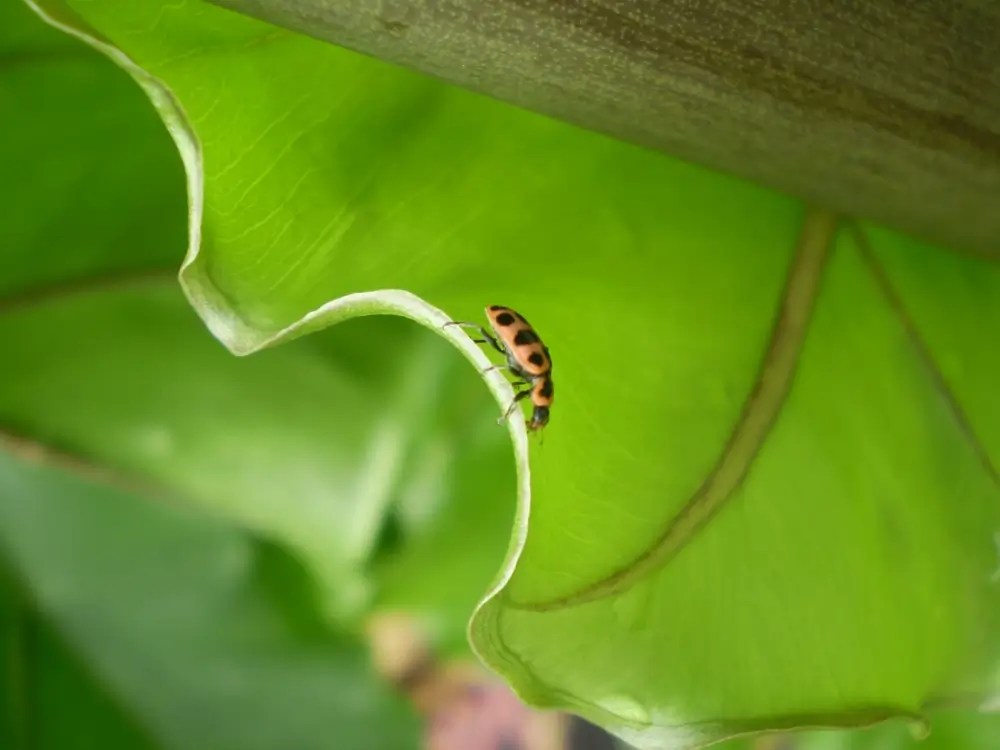 Pink-spotted lady beetle on a curled leaf