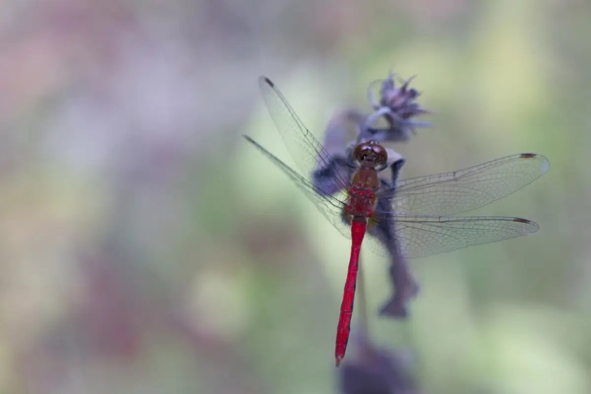 Bright red dragonfly