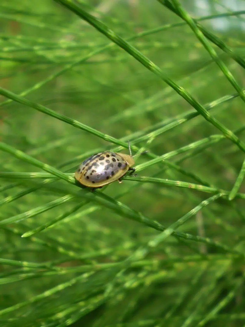 Shiny silver and black spotted beetle in variegated grass