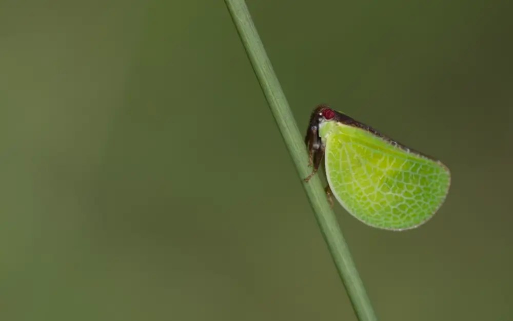 Two-striped plant bug climbing up a stem