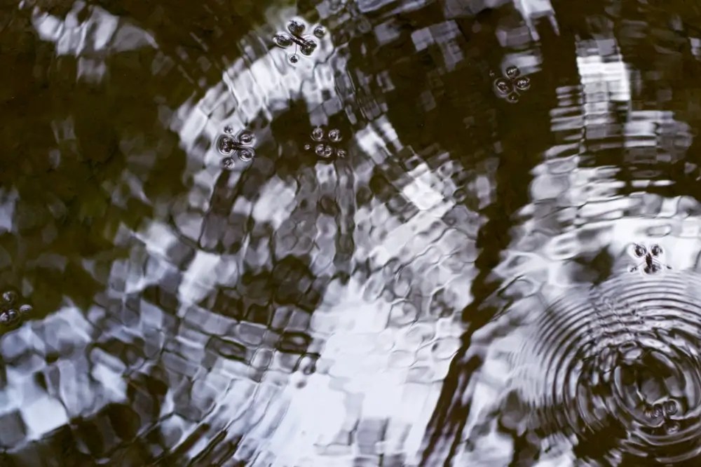 Water glider bugs and ripples in sunlight