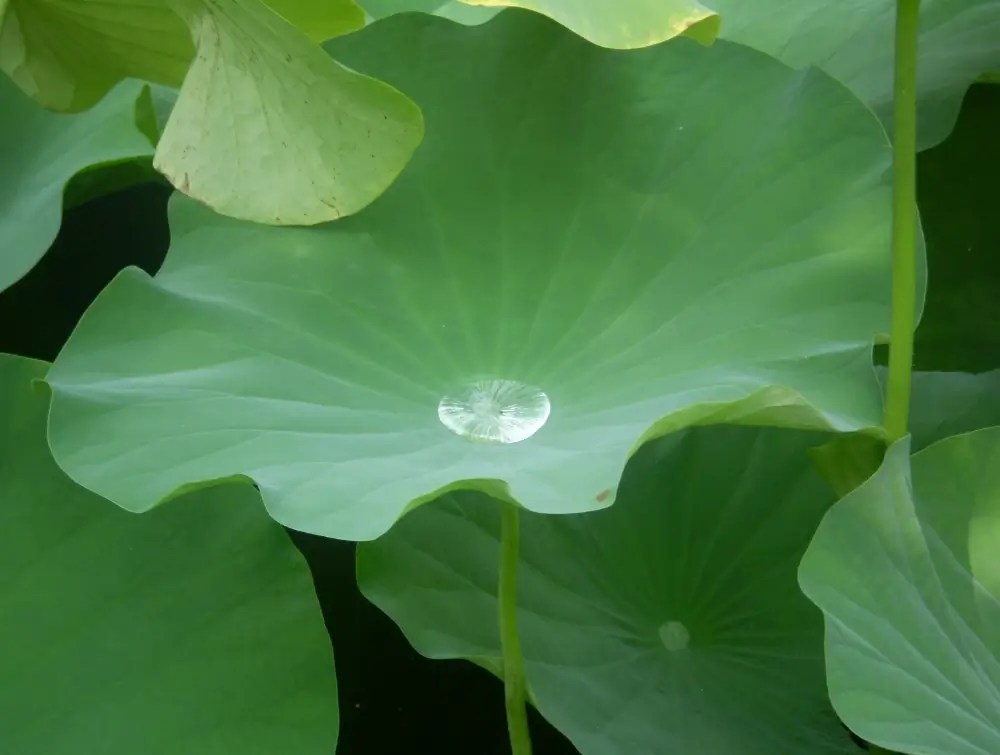 Water lilies after a rain